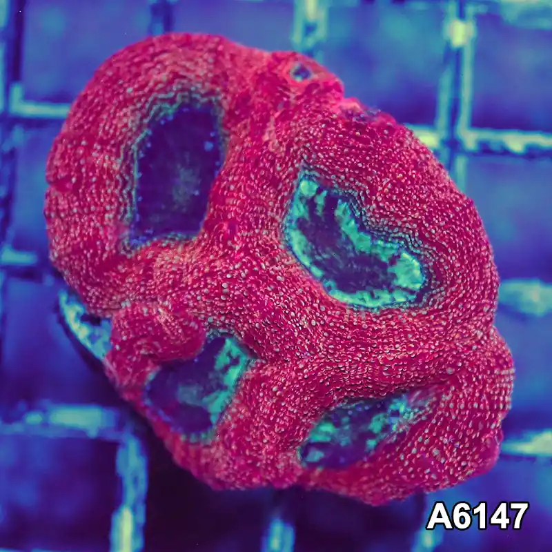 Item#A6147S1B6147(S) AAPRIL2726133 WYSIWYG Aussie Ultra Bowerbanki Mini Colony - Zooxae