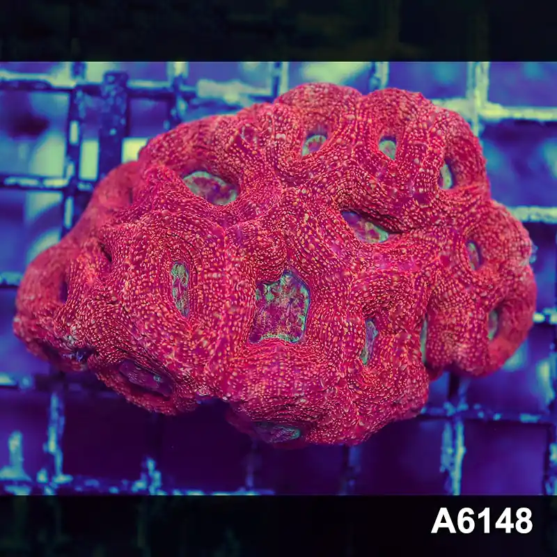 Item#A6148S1B6148(S) AAPRIL2726131 WYSIWYG Aussie Ultra Bowerbanki Mini Colony - Zooxae