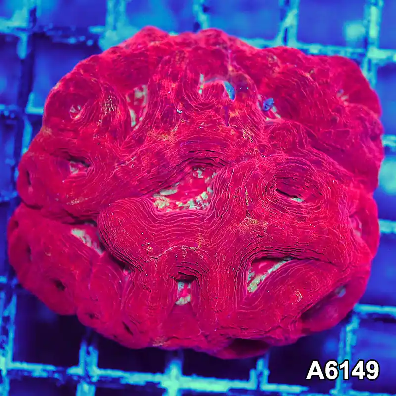 Item#A6149S1B6149(S) AAPRIL2726129 WYSIWYG Aussie Ultra Bowerbanki Mini Colony - Zooxae