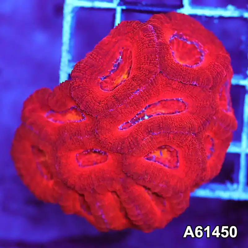 Item#A6150S36150(S) AAPRIL2726108 WYSIWYG Aussie Ultra Acan Lord Mini Colony - Zooxae