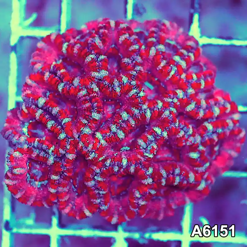Item#A6151S36151(S) AAPRIL2726093 WYSIWYG Aussie Ultra Acan Lord Mini Colony - Zooxae