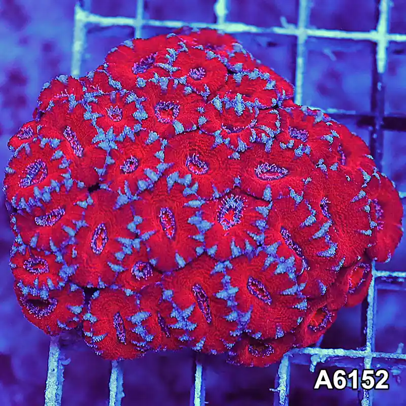 Item#A6152S36152(S) AAPRIL2726088 WYSIWYG Aussie Ultra Acan Lord Mini Colony - Zooxae