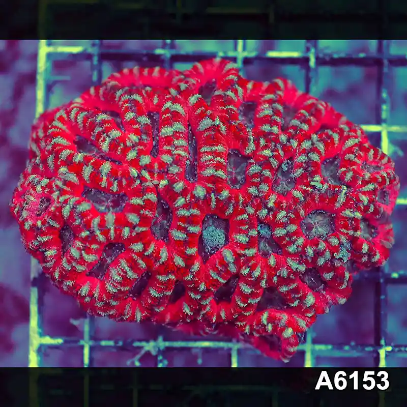 Item#A6153S36153(S) AAPRIL2726082 WYSIWYG Aussie Ultra Acan Lord Mini Colony - Zooxae