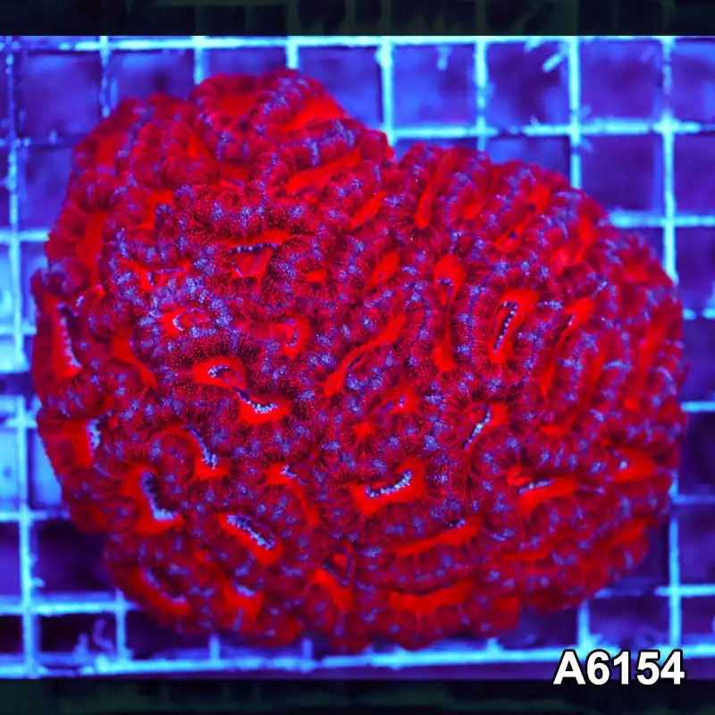 Item#A6154S36154(M) AAPRIL2726080 WYSIWYG Aussie Ultra Acan Lord Colony - Zooxae