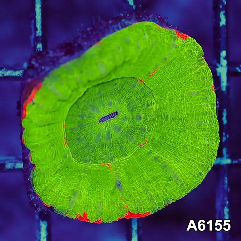 T3-128 Aussie Ultra Bleeding Apple Scolymia