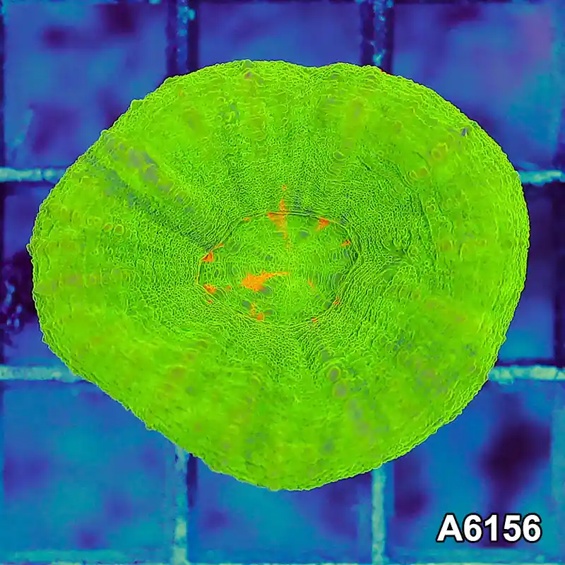 T3-82 Aussie Ultra Bleeding Apple Scolymia