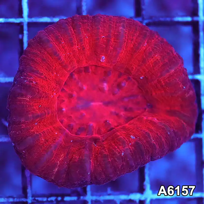 Item#A6157S36157(S) AAPRIL2726040 WYSIWYG Aussie Ultra Red Scolymia - Zooxae