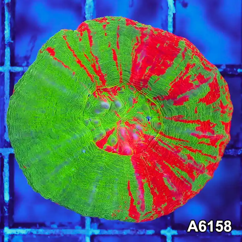 Item#A6158S36158(S) AAPRIL2726033 WYSIWYG Aussie Ultra Bleeding Apple Scolymia - Zooxae