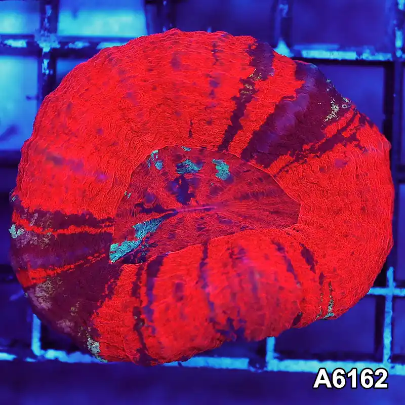 Item#A6162S36162(S) AAPRIL2726024 WYSIWYG Aussie Ultra Unique War Paint Scolymia - Zooxae