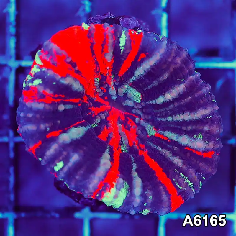 Item#A6165S36165(S) AAPRIL2726019 WYSIWYG Aussie Ultra Unique War Paint Scolymia - Zooxae