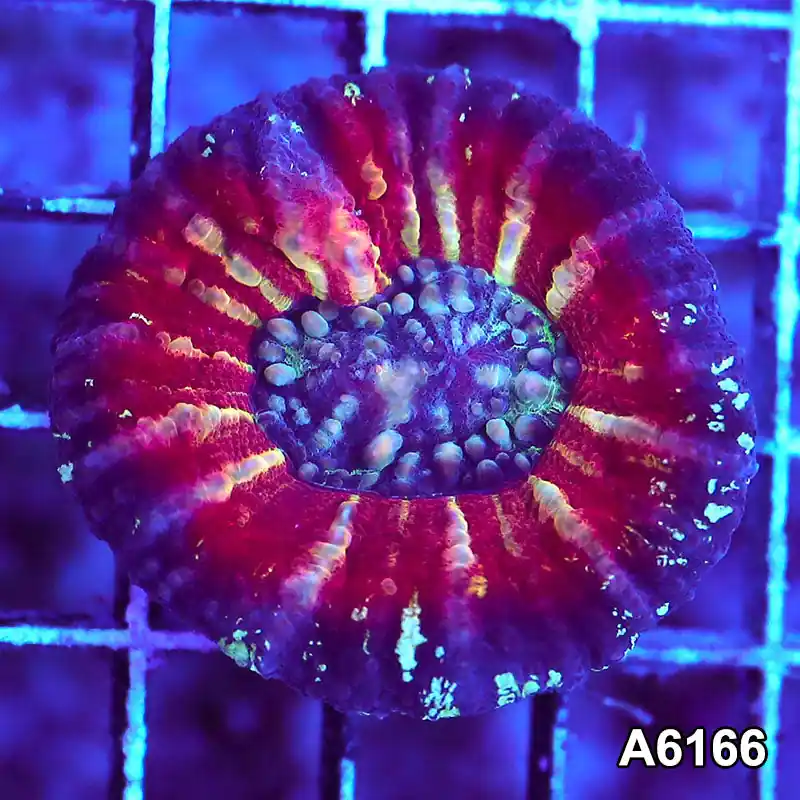 Item#A6166S36166(S) AAPRIL2726014 WYSIWYG Aussie Ultra Scolymia - Zooxae