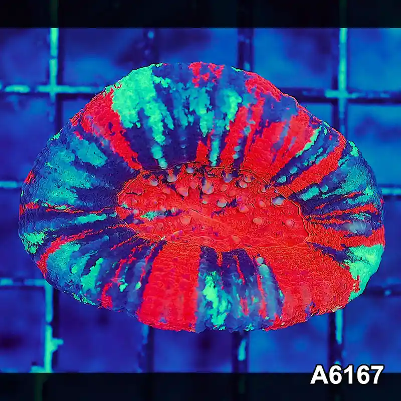 Item#A6167S36167(S) AAPRIL2726011 WYSIWYG Aussie Ultra Unique War Paint Scolymia - Zooxae