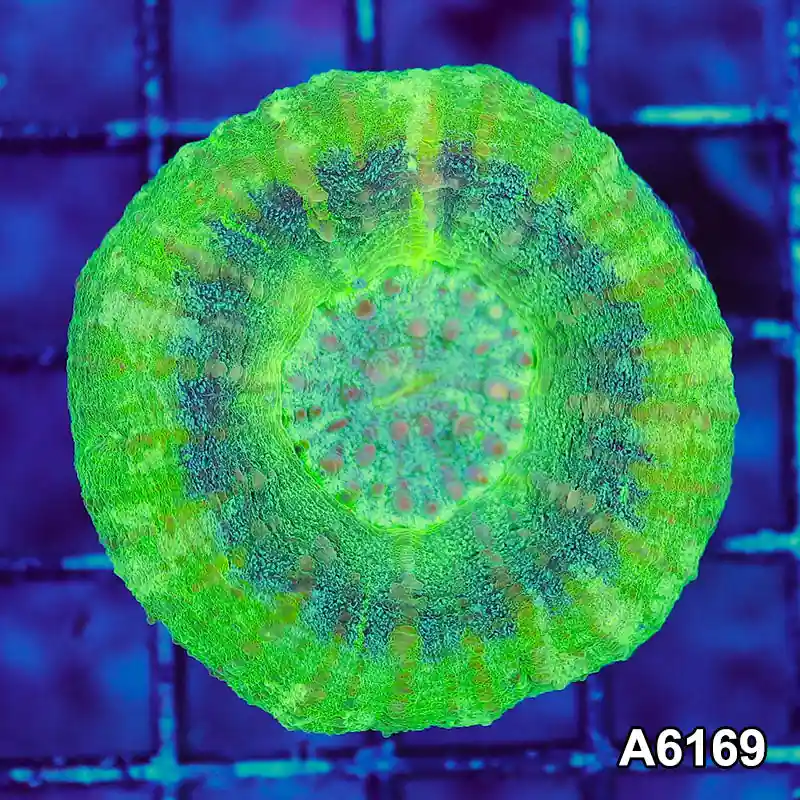 T3-68 Aussie Ultra Unique UFO Scolymia