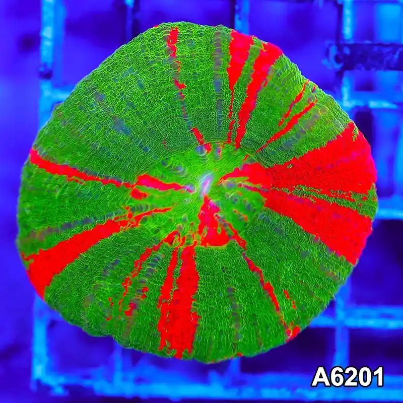 Item#A6201S36201(S) AMAY1126045 WYSIWYG Aussie Ultra Bleeding Apple Scolymia - Zooxae