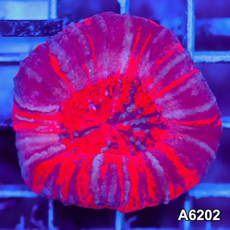 Item#A6202S36202(S) AMAY1126028 WYSIWYG Aussie Ultra Unique Pink Scolymia - Zooxae
