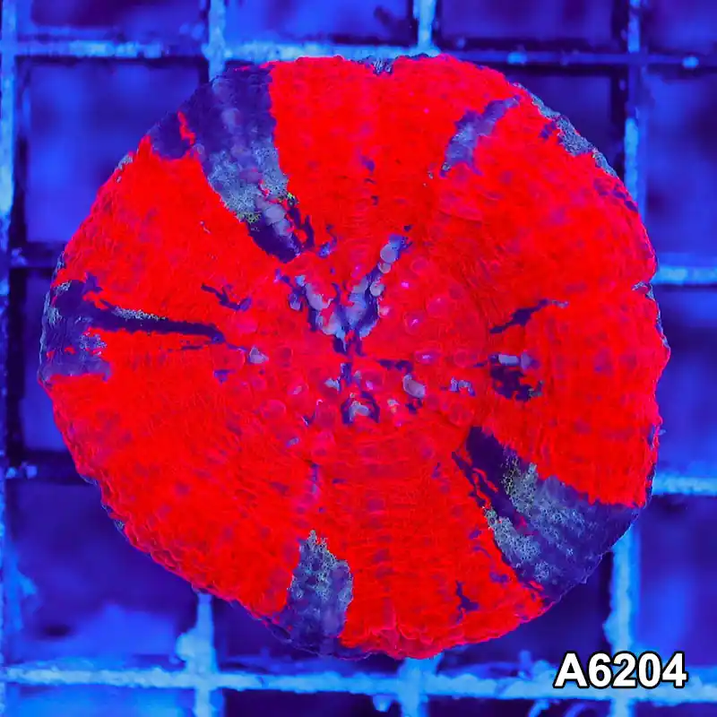Item#A6204S36204(S) AMAY1126032 WYSIWYG Aussie Ultra War Paint Scolymia - Zooxae