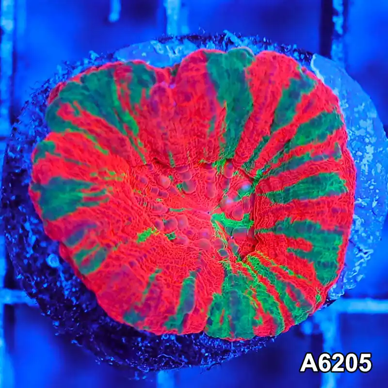 Item#A6205S36205(S) AMAY1126024 WYSIWYG Aussie Ultra Unique Reverse Bleeding Apple Scolymia - Zooxae