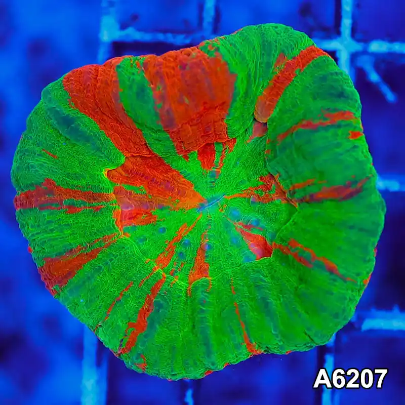 Item#A6207S36207(S) AMAY112609 WYSIWYG Aussie Ultra Bleeding Apple Scolymia - Zooxae