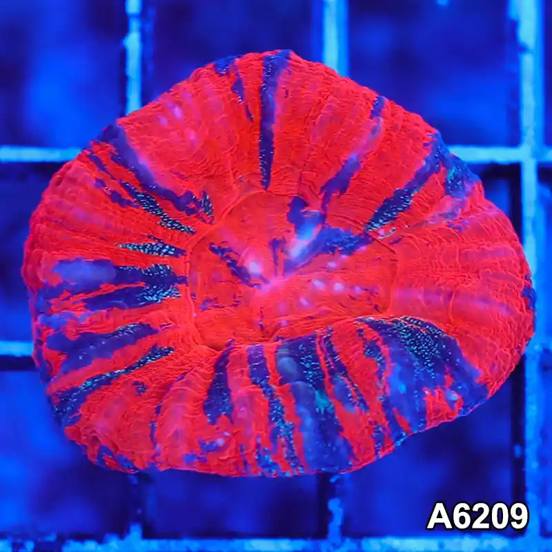 Item#A6209S36209(S) AMAY1126017 WYSIWYG Aussie Ultra War Paint Scolymia - Zooxae