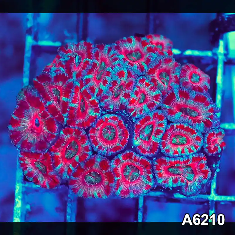 Item#A6210S36210(S) AMAY1126069 WYSIWYG Aussie Ultra Acan Lord Mini Colony - Zooxae