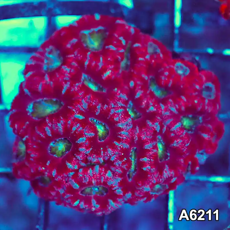 Item#A6211S36210(S) AMAY1126074 WYSIWYG Aussie Ultra Acan Lord Mini Colony - Zooxae