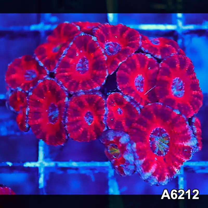 Item#A6212S36212(S) AMAY1126059 WYSIWYG Aussie Ultra Acan Lord Mini Colony - Zooxae