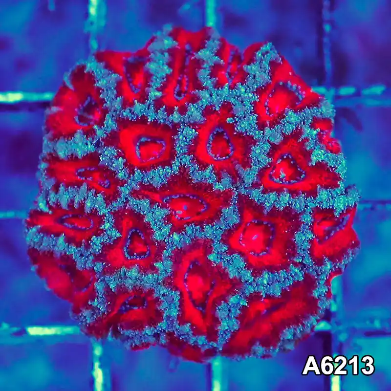 Item#A6213S36213(S) AMAY1126062 WYSIWYG Aussie Ultra Acan Lord Mini Colony - Zooxae