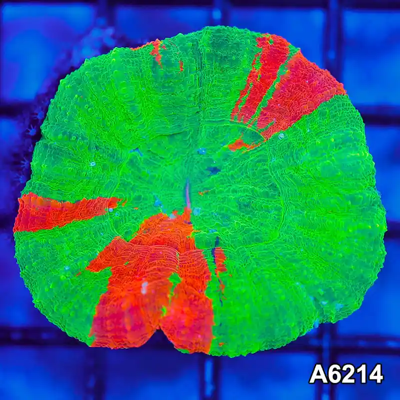 Item#A6214S36214(S) ONOV24251061 WYSIWYG Aussie Ultra Bleeding Apple Scolymia - Zooxae