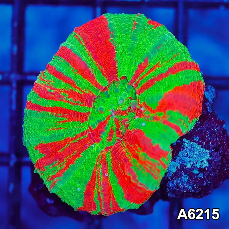 Item#A6215S36215(S) ONOV24251080 WYSIWYG Aussie Ultra Bleeding Apple Scolymia - Zooxae