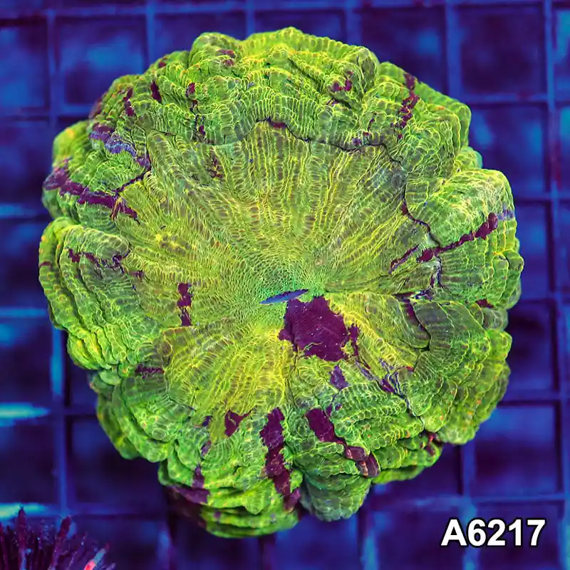 Item#A6217LW6217(M) WYSIWYG Indo Ultra Unique Acanthophyllia - Zooxae