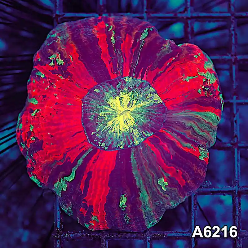 Item#A6216LW6216(M) WYSIWYG Indo Ultra Wellsophyllia - Zooxae