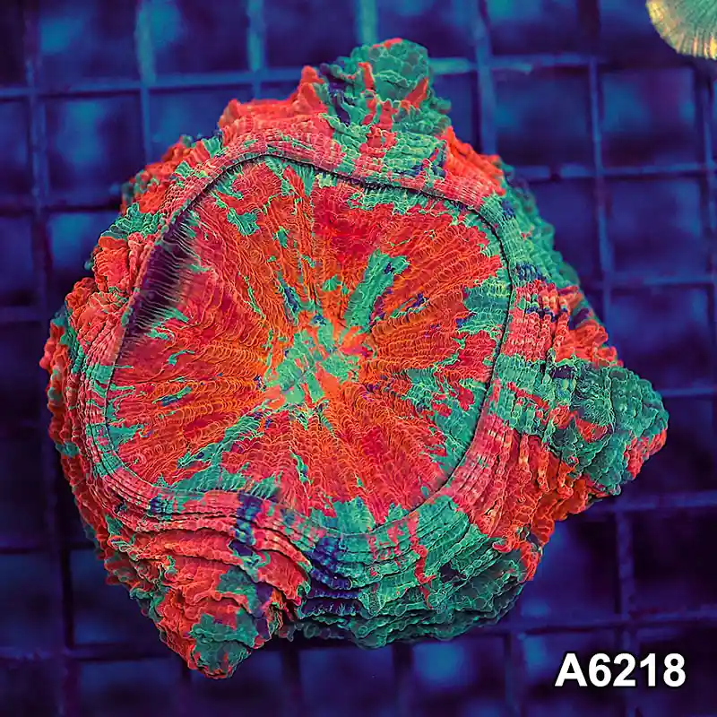 Item#A6218LW6218(M) WYSIWYG Indo Ultra Tiger Acanthophyllia - Zooxae