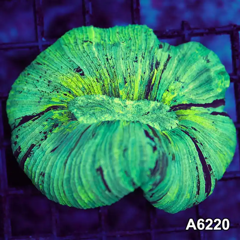 Item#A6220LW6220(M) WYSIWYG Indo Ultra Wellsophyllia - Zooxae