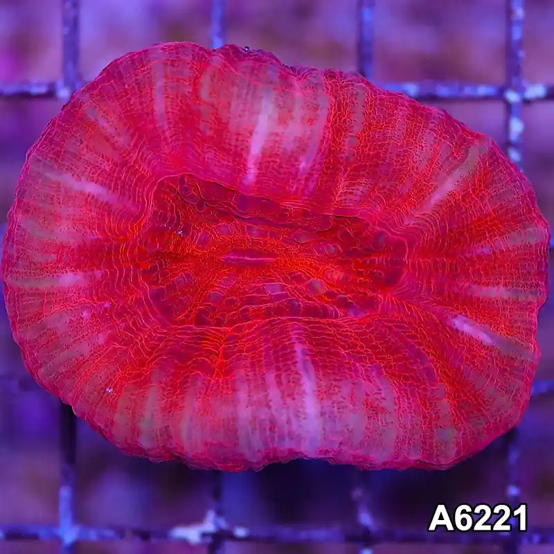 Item#A6221LW6221(M) WYSIWYG Aussie Ultra Scolymia - Zooxae