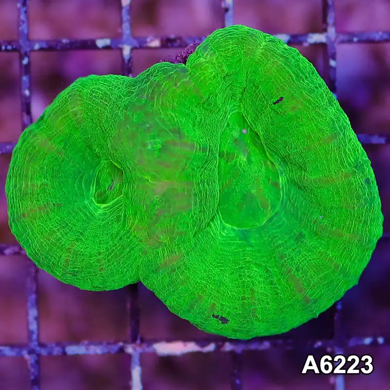 Item#A6223LW6223(M) WYSIWYG Aussie Ultra Unique Double Scolymia - Zooxae