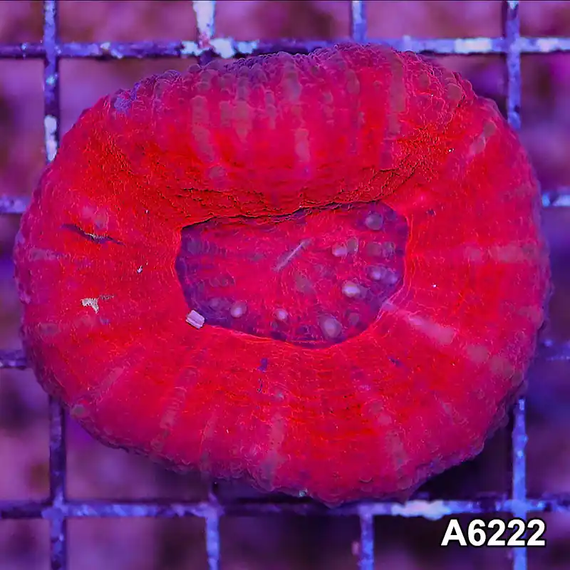 Item#A6222LW6222(M) WYSIWYG Aussie Ultra Scolymia - Zooxae