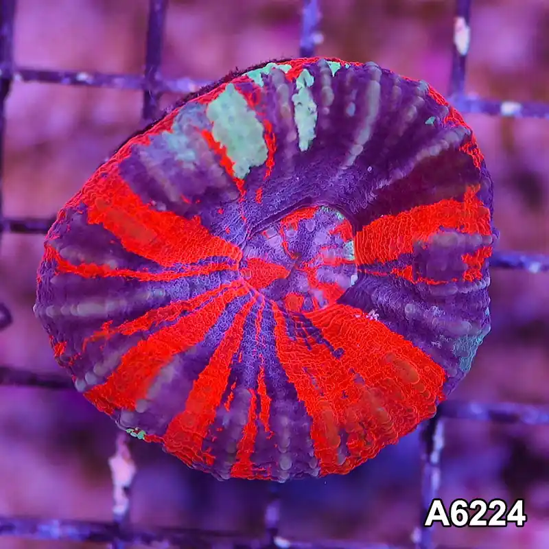 Item#A6224LW6224(M) WYSIWYG Aussie Ultra War Paint Scolymia - Zooxae