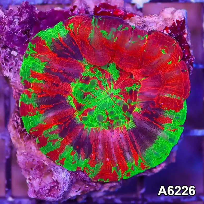 Item#A6226LW6226(S) WYSIWYG Aussie Unique Small Master Scolymia - Zooxae