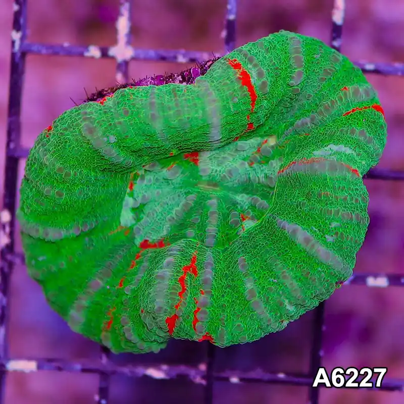 Item#A6227LW6227(M) WYSIWYG Aussie Ultra Unique Scolymia - Zooxae