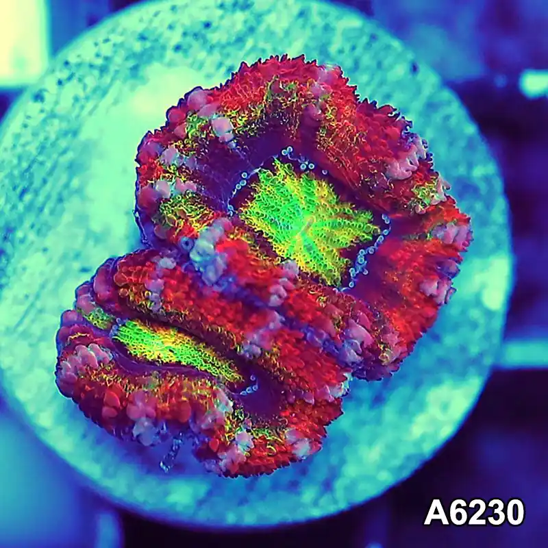 Item#A6230LW6230(S) WYSIWYG Aussie Rainbow Acan Lord Frag - Zooxae