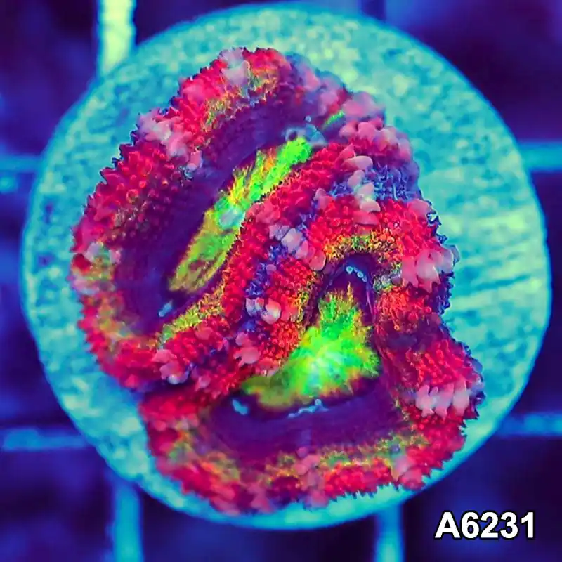 Item#A6231LW6231(S) WYSIWYG Aussie Rainbow Acan Lord Frag - Zooxae
