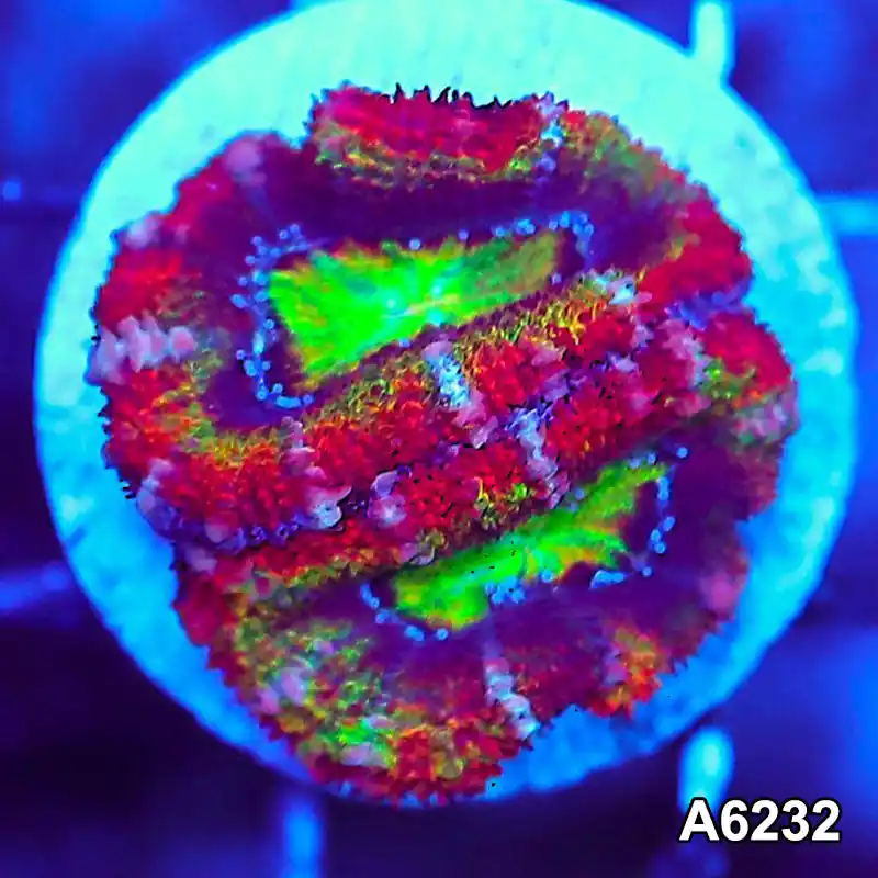 Item#A6232LW6232(S) WYSIWYG Aussie Rainbow Acan Lord Frag - Zooxae