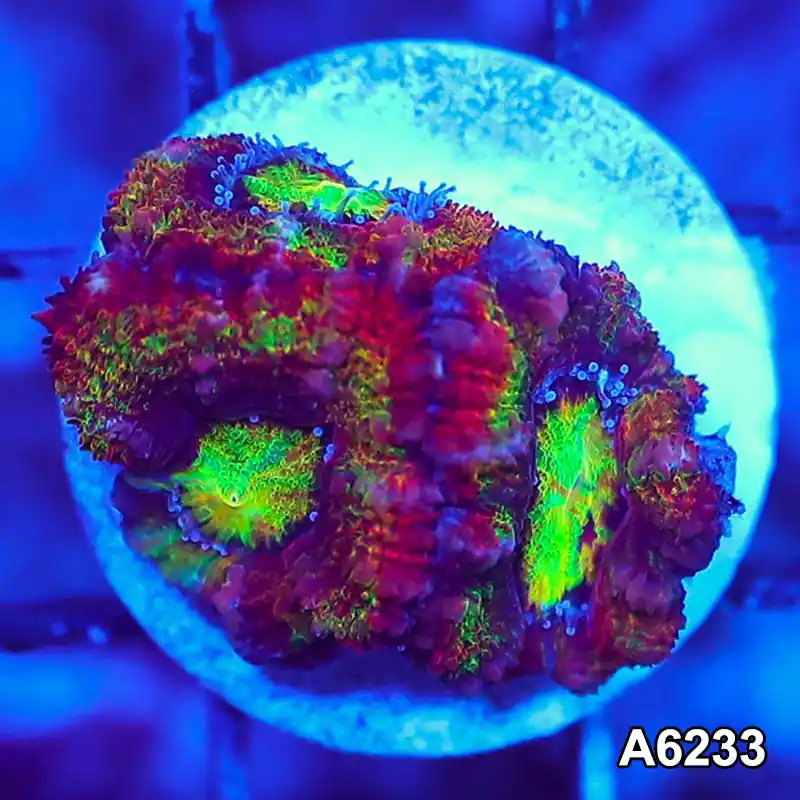 Item#A6233LW6233(S) WYSIWYG Aussie Rainbow Acan Lord Frag - Zooxae