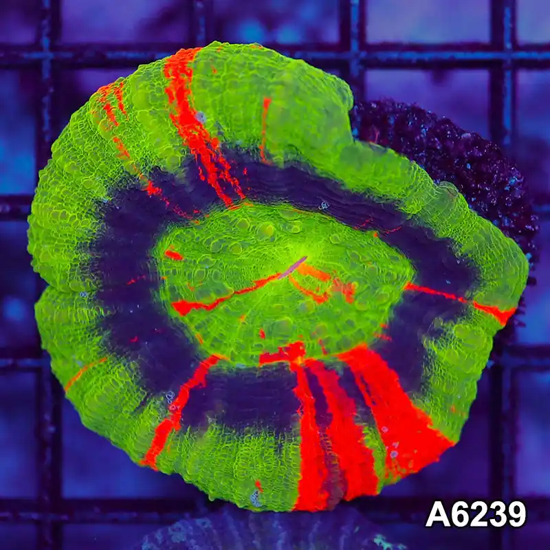 Item#A6239LW6239(M) WYSIWYG Aussie Imperfect Master Scolymia - Zooxae