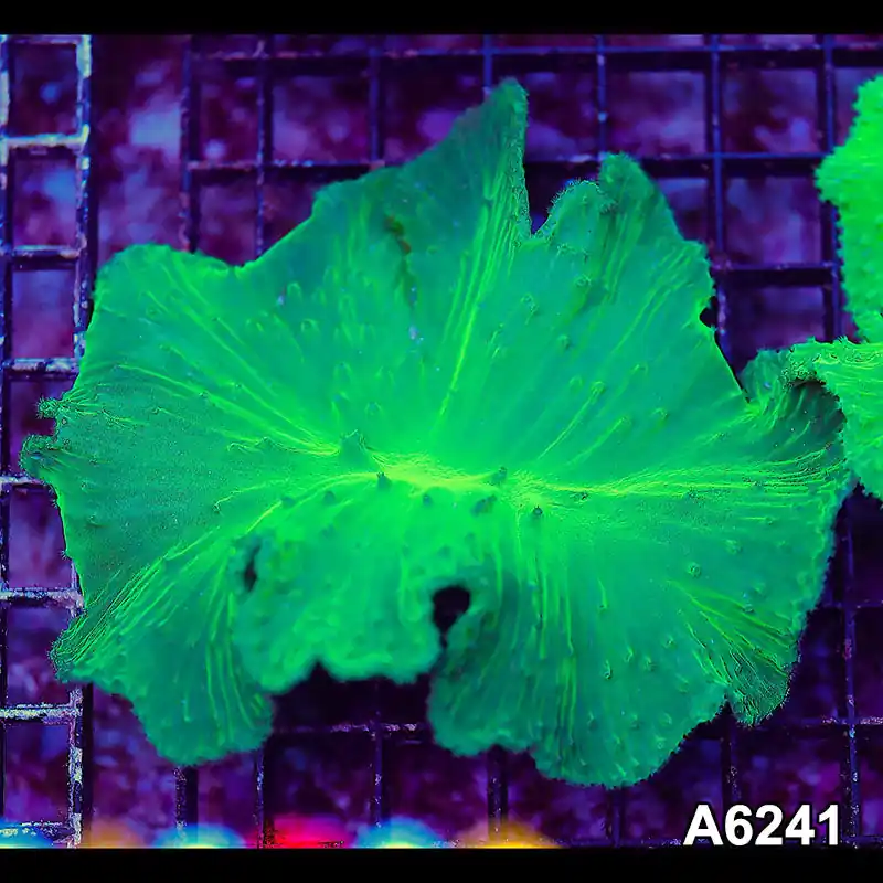T3-168 Vietnam Ultra Cabbage Coral