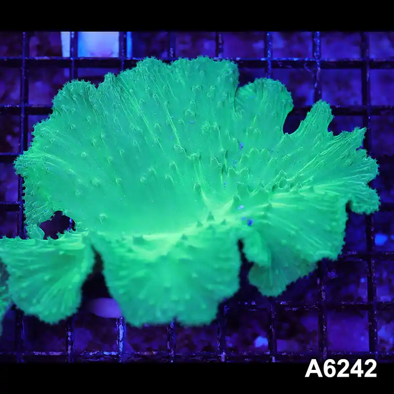 Item#A6242LW6242(M) WYSIWYG Vietnam Ultra Cabbage Coral - Zooxae