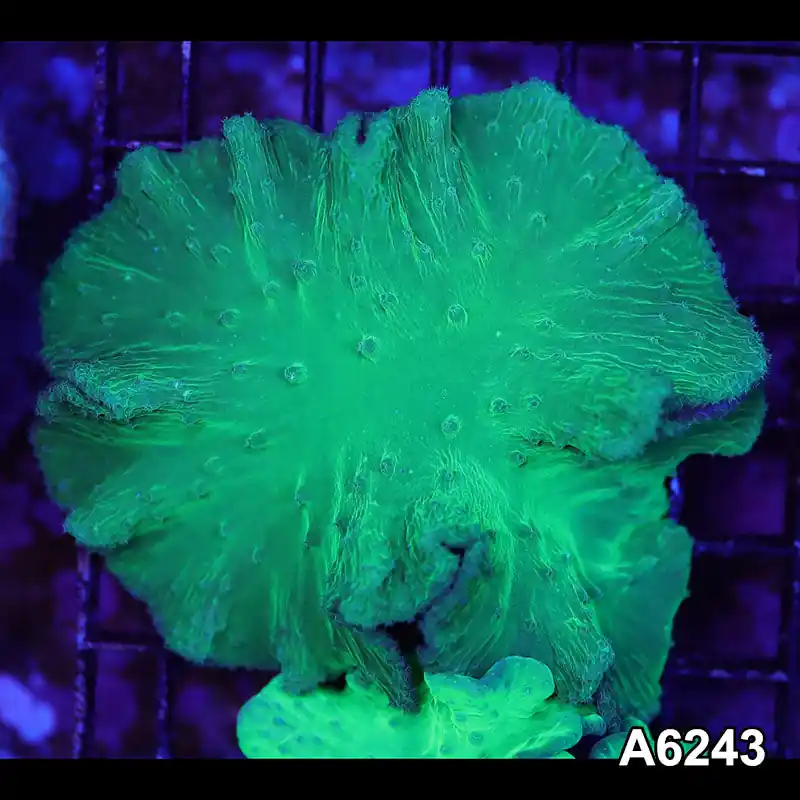 Item#A6243LW6243(M) WYSIWYG Vietnam Ultra Cabbage Coral - Zooxae