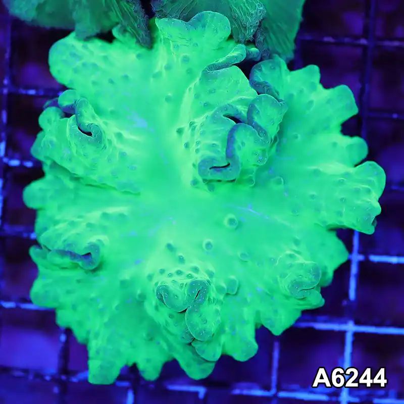 Item#A6244LW6244(M) WYSIWYG Vietnam Ultra Cabbage Coral - Zooxae