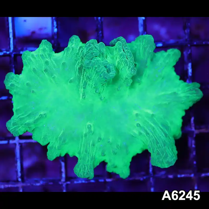Item#A6245LW6245(M) WYSIWYG Vietnam Ultra Cabbage Coral - Zooxae