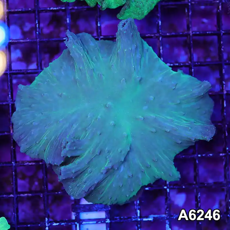 Item#A6246LW6246(M) WYSIWYG Vietnam Ultra Cabbage Coral - Zooxae